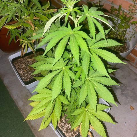 Critical Bilbo  growlog timeline photo