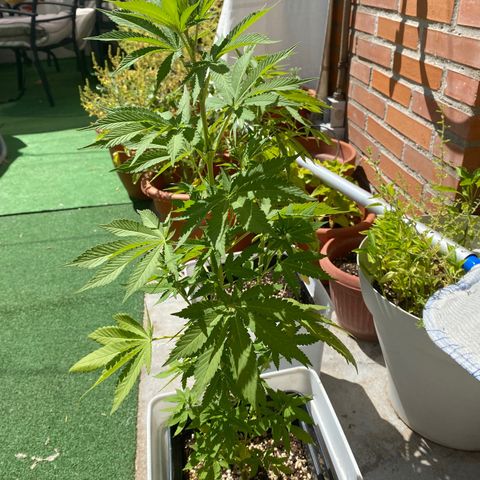 Critical Bilbo  growlog timeline photo