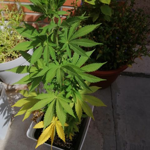 Critical Bilbo  growlog timeline photo