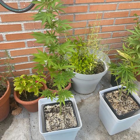 Critical Bilbo  growlog timeline photo