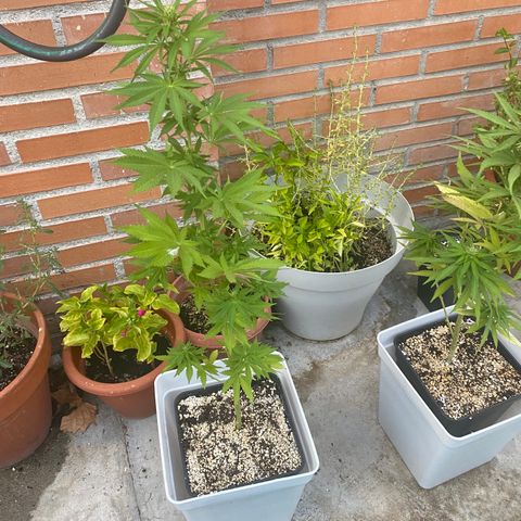 Critical Bilbo  growlog timeline photo