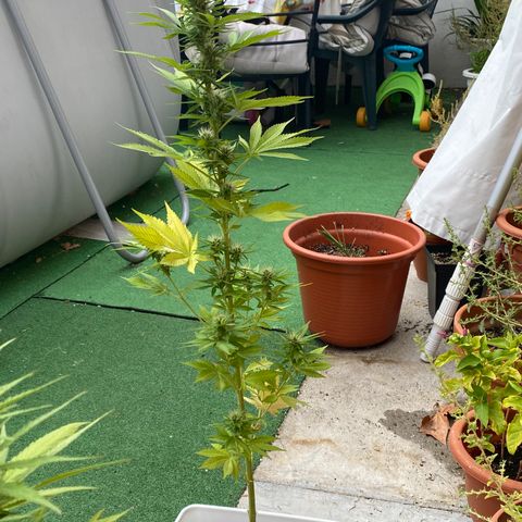 Critical Bilbo  growlog timeline photo