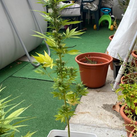 Critical Bilbo  growlog timeline photo