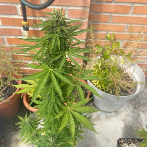 Critical Bilbo  growlog timeline photo