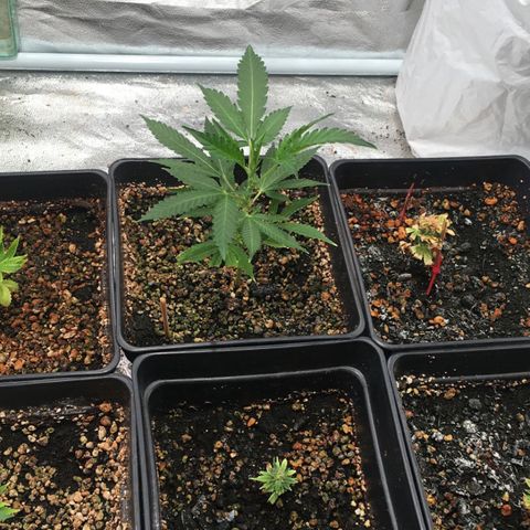 Critical Bilbo  growlog timeline photo