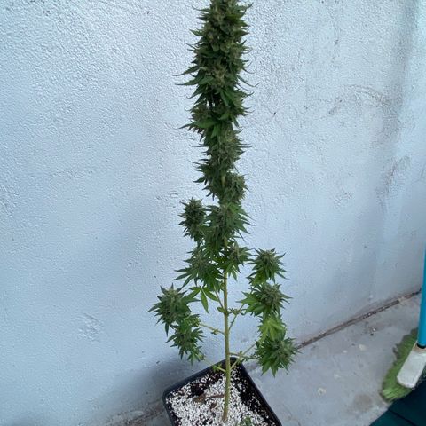 Critical Bilbo  growlog timeline photo