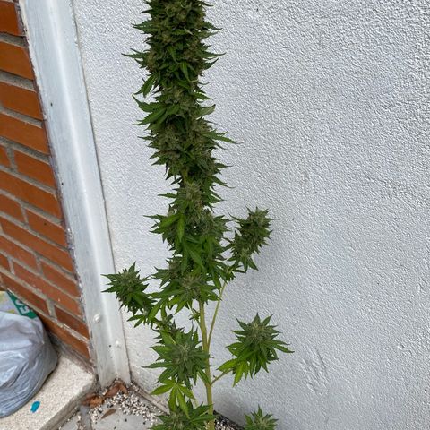 Critical Bilbo  growlog timeline photo
