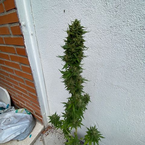 Critical Bilbo  growlog timeline photo