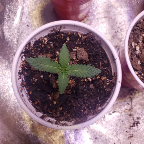 3 Bears OG growlog timeline photo