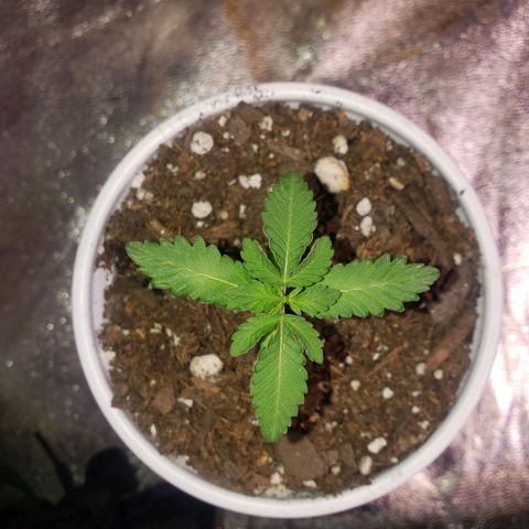 3 Bears OG growlog timeline photo