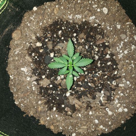3 Bears OG growlog timeline photo