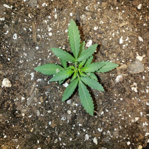 3 Bears OG growlog timeline photo