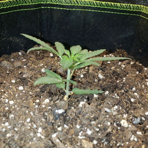 3 Bears OG growlog timeline photo