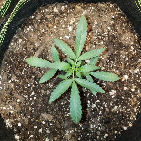 3 Bears OG growlog timeline photo