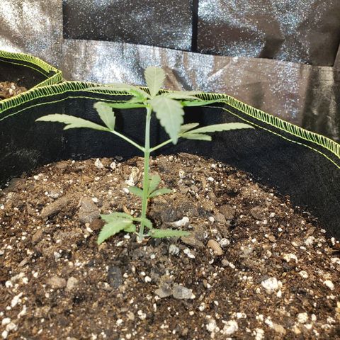 3 Bears OG growlog timeline photo