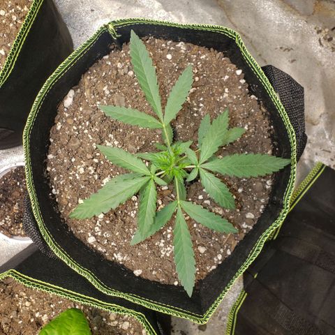 3 Bears OG growlog timeline photo