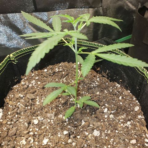 3 Bears OG growlog timeline photo