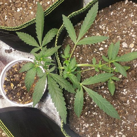 3 Bears OG growlog timeline photo