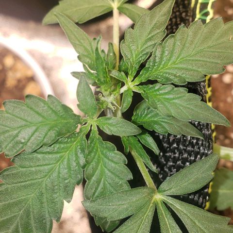 3 Bears OG growlog timeline photo
