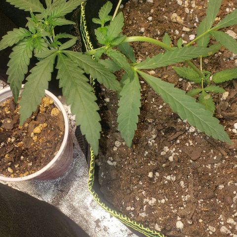 3 Bears OG growlog timeline photo
