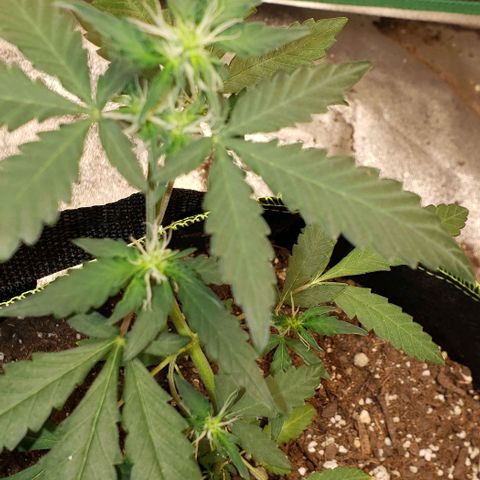 3 Bears OG growlog timeline photo