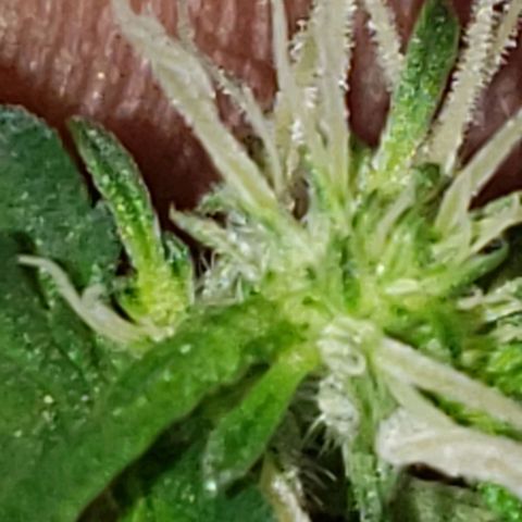 3 Bears OG growlog timeline photo