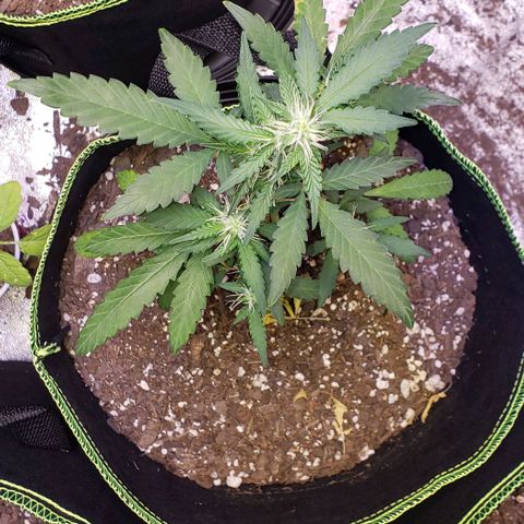 3 Bears OG growlog timeline photo
