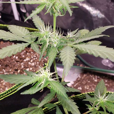 3 Bears OG growlog timeline photo