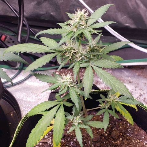 3 Bears OG growlog timeline photo