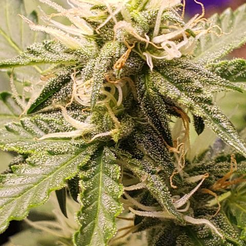3 Bears OG growlog timeline photo