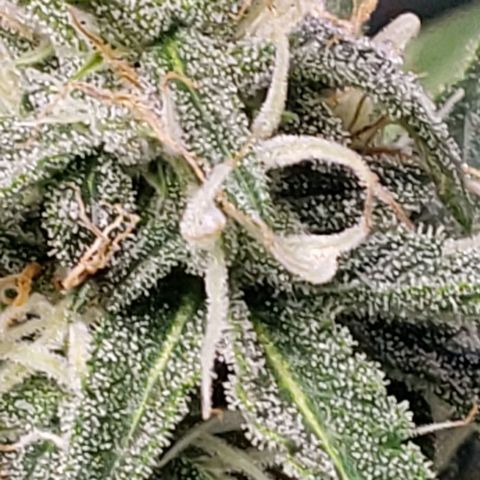 3 Bears OG growlog timeline photo