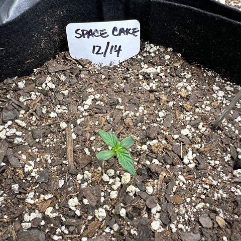 Space Cake - Bottom growlog timeline photo