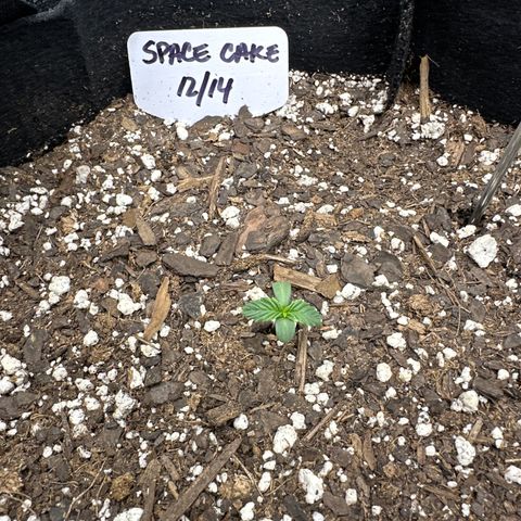 Space Cake - Middle growlog timeline photo