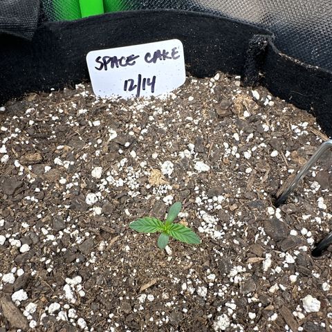 Space  Cake - Top growlog timeline photo