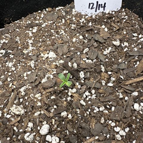 Apple Jack - Bottom growlog timeline photo