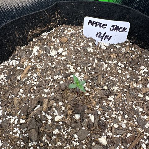 Apple Jack - Top growlog timeline photo