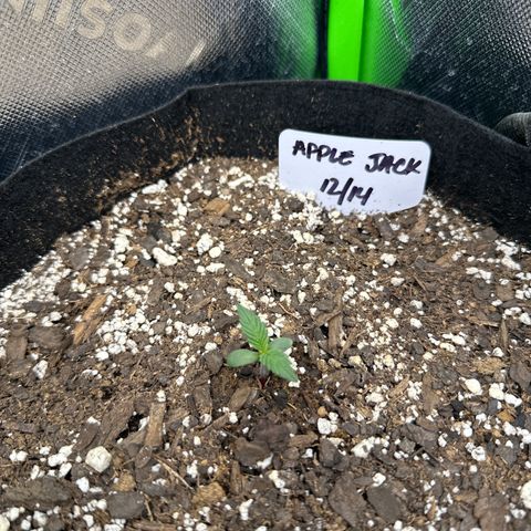 Apple Jack - Top growlog timeline photo