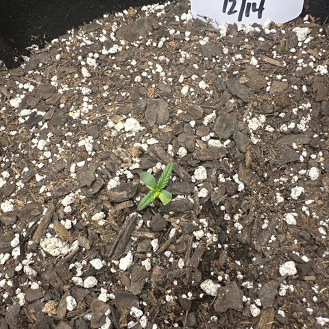 Apple Jack - Bottom growlog timeline photo
