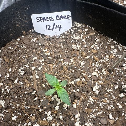 Space Cake - Bottom growlog timeline photo