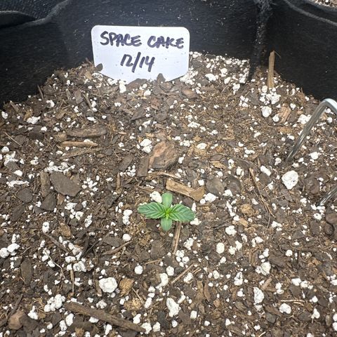 Space Cake - Middle growlog timeline photo