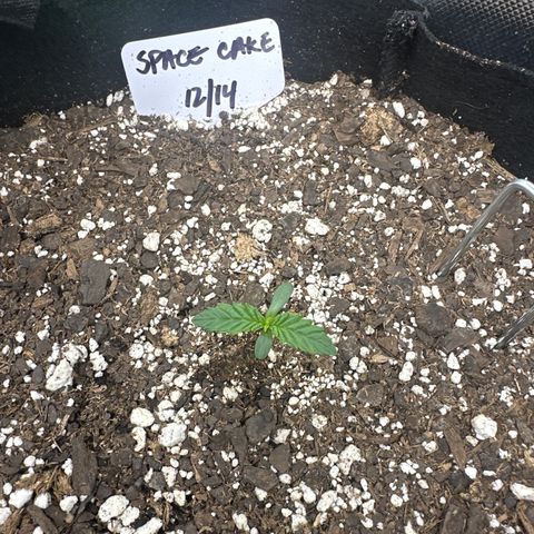 Space  Cake - Top growlog timeline photo