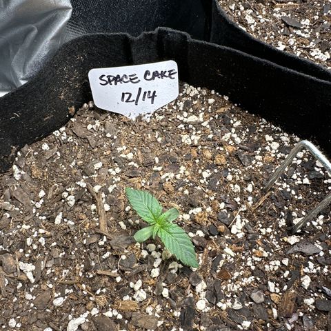 Space Cake - Bottom growlog timeline photo