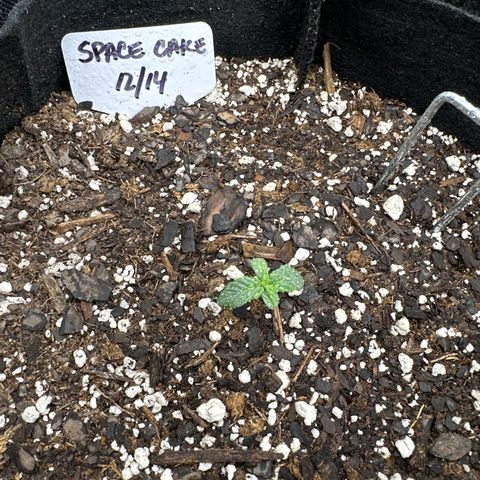 Space Cake - Middle growlog timeline photo