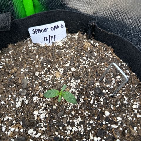 Space  Cake - Top growlog timeline photo