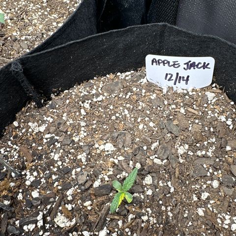 Apple Jack - Bottom growlog timeline photo