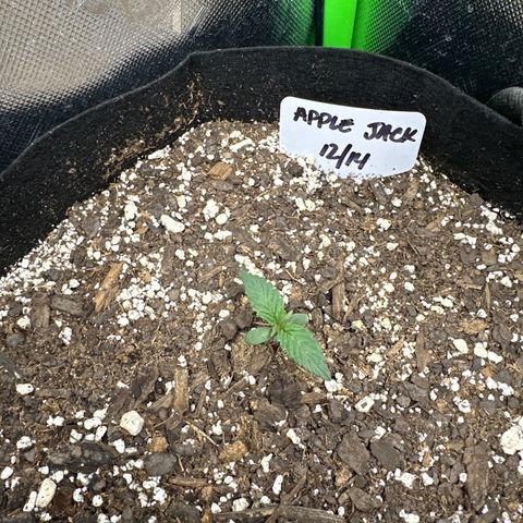 Apple Jack - Top growlog timeline photo