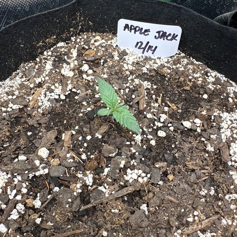 Apple Jack - Top growlog timeline photo