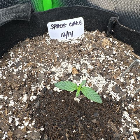 Space  Cake - Top growlog timeline photo