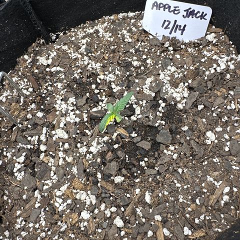 Apple Jack - Bottom growlog timeline photo