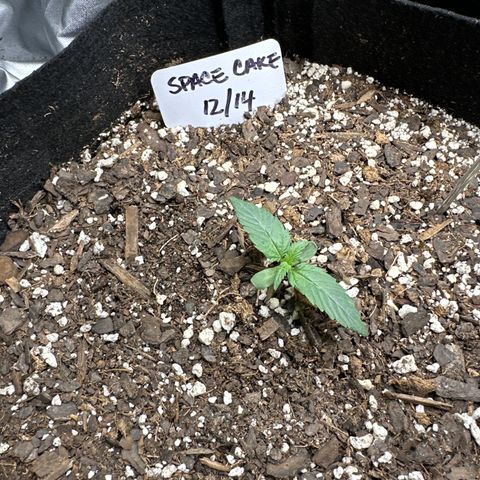 Space Cake - Bottom growlog timeline photo